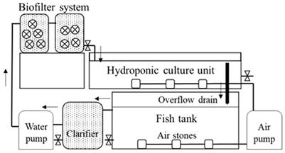 Scalable coupled aquaponics design: Lettuce and tilapia production using a parallel unit process approach